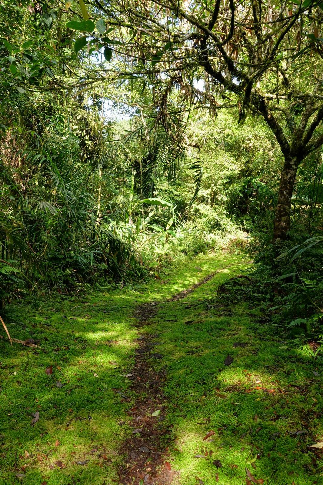 綠意盎然的步道